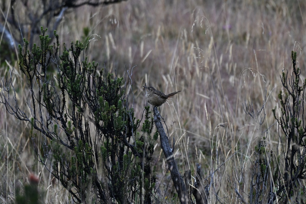 Streak-backed Canastero - ML640135653