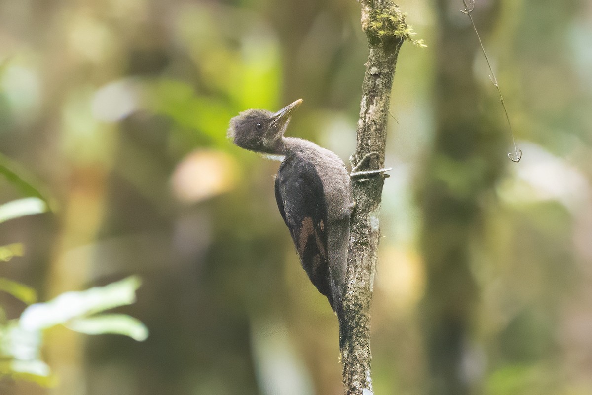 Orange-backed Woodpecker - ML640135672