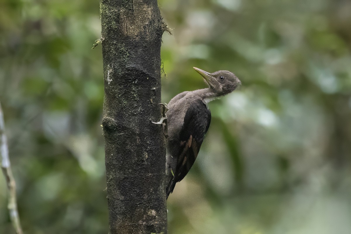 Orange-backed Woodpecker - ML640135673
