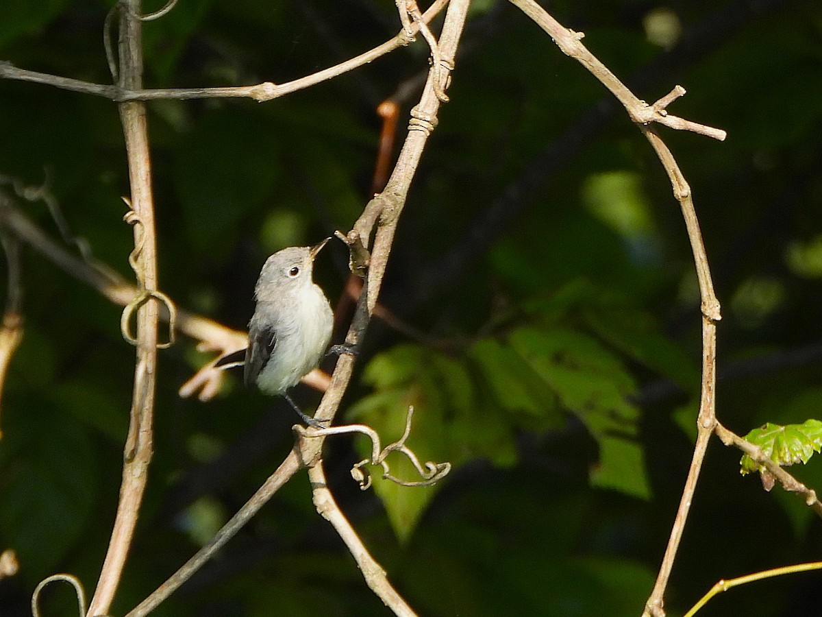 Blue-gray Gnatcatcher - ML640135689