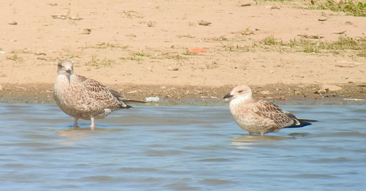 Caspian Gull - ML640135726