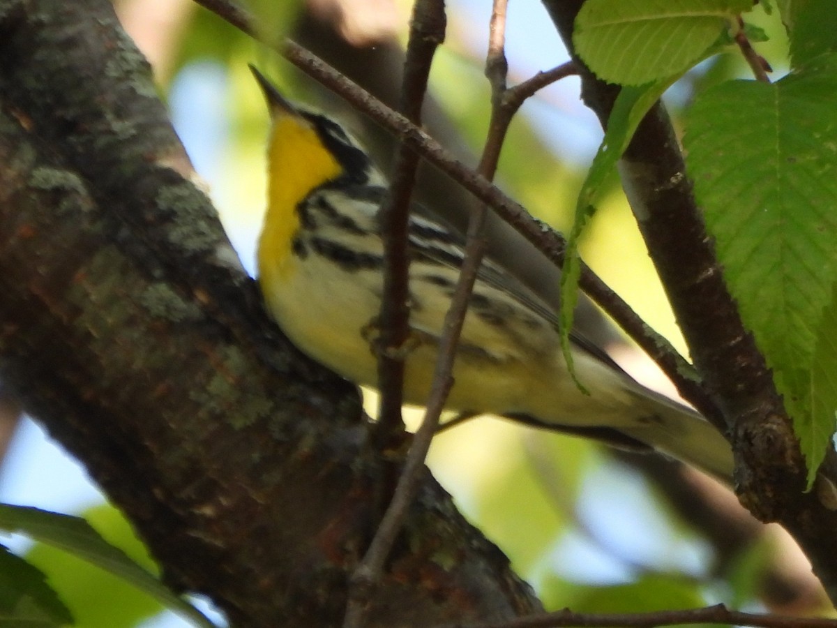 Yellow-throated Warbler - ML640135769