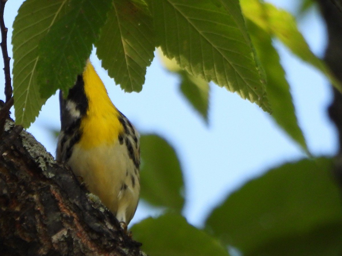Yellow-throated Warbler - ML640135770