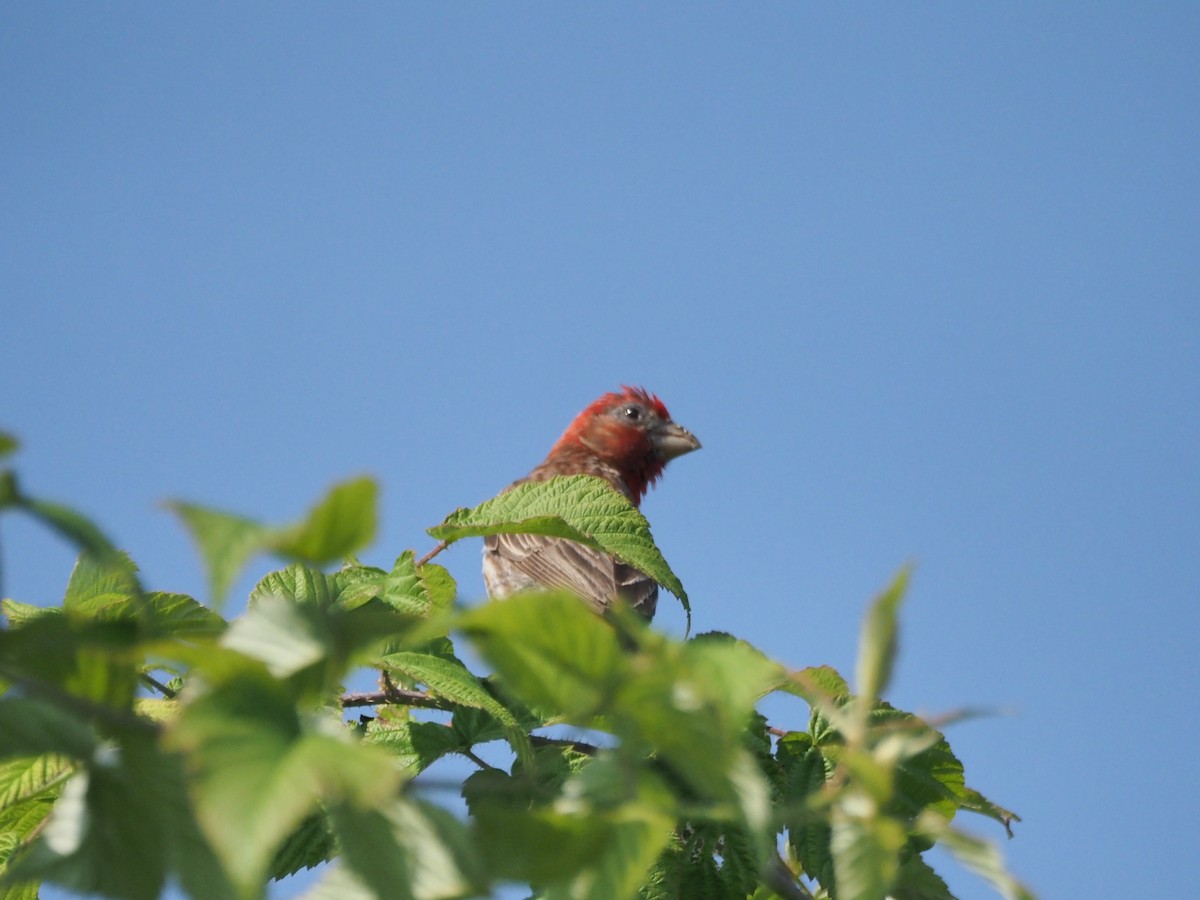 House Finch - ML640135789