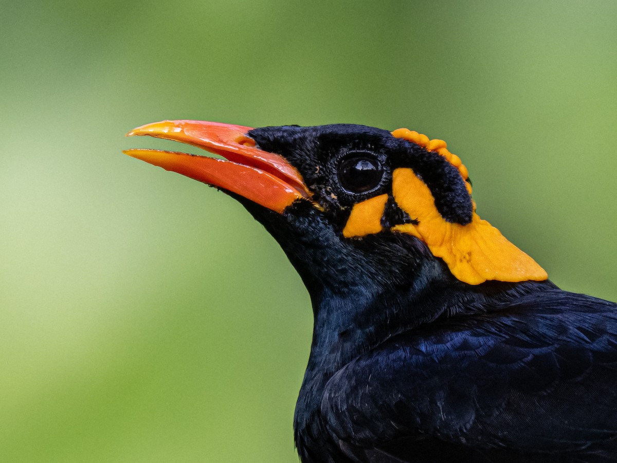 Southern Hill Myna - ML640135791