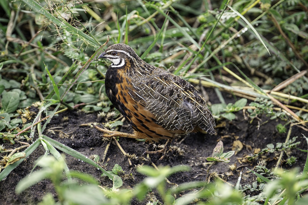 Harlequin Quail - ML640135862