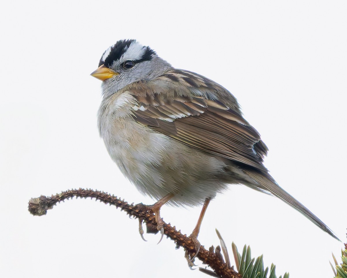 White-crowned Sparrow - ML640135866