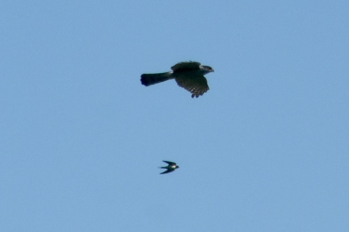 Cooper's Hawk - ML640136047