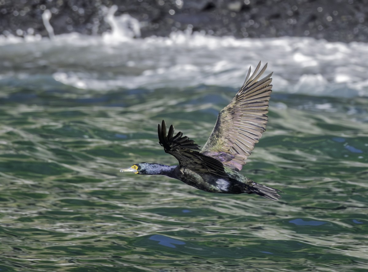 Red-faced Cormorant - ML640136051