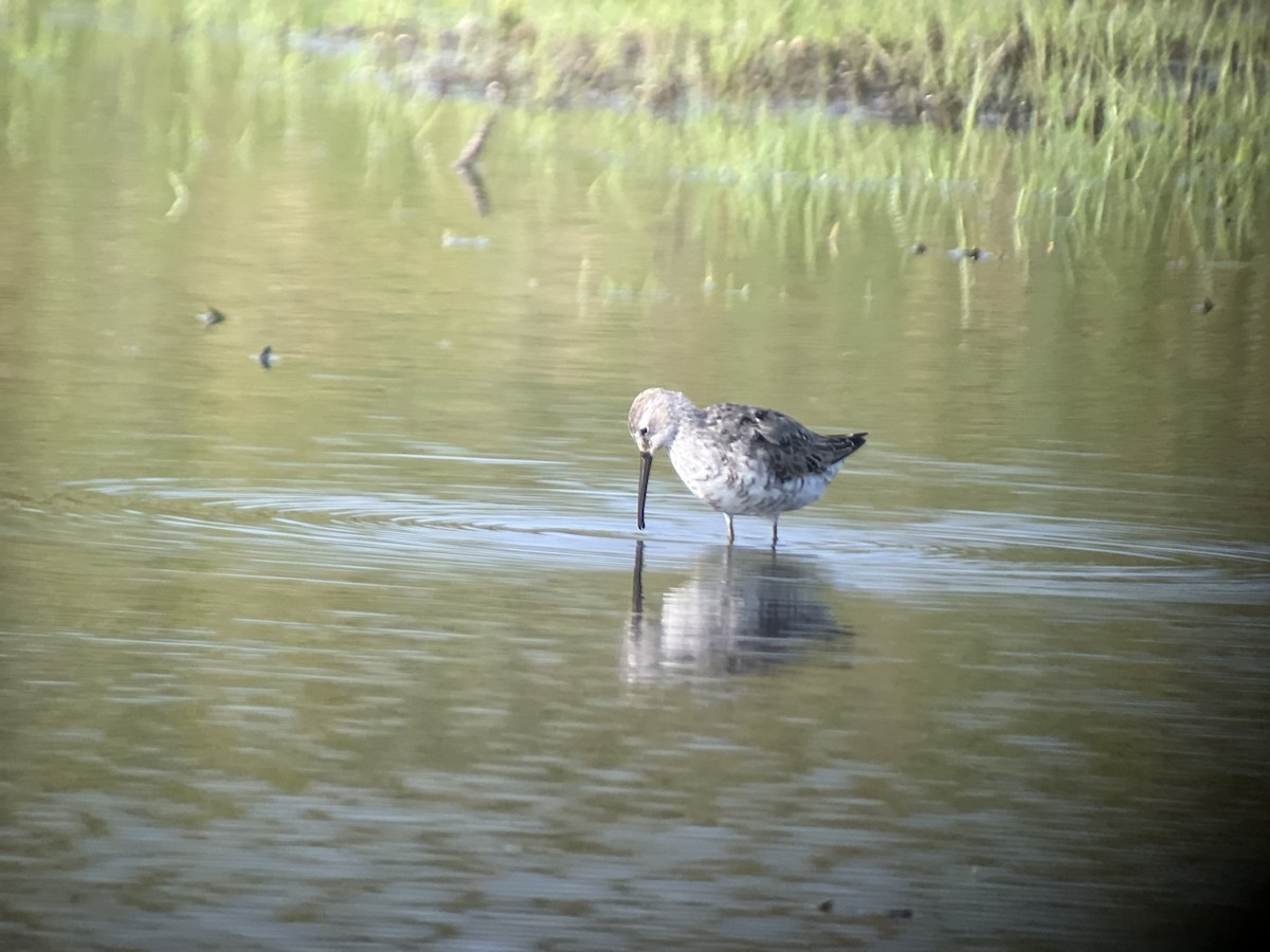 Stilt Sandpiper - ML640136074