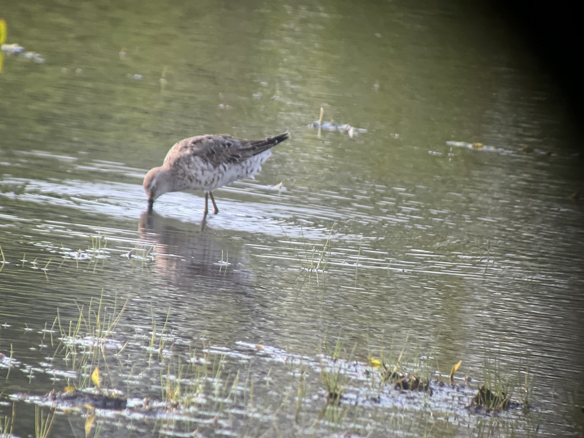 Stilt Sandpiper - ML640136075
