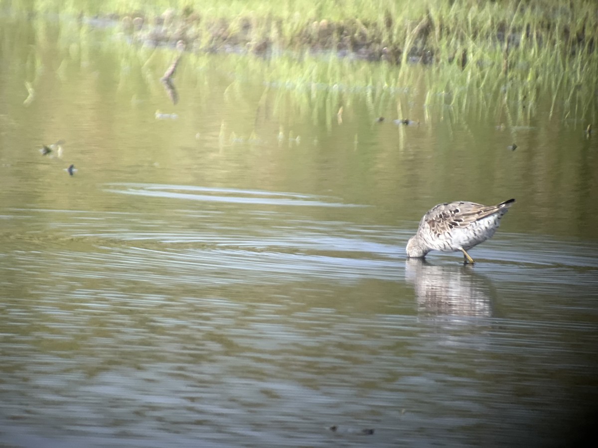 Stilt Sandpiper - ML640136076