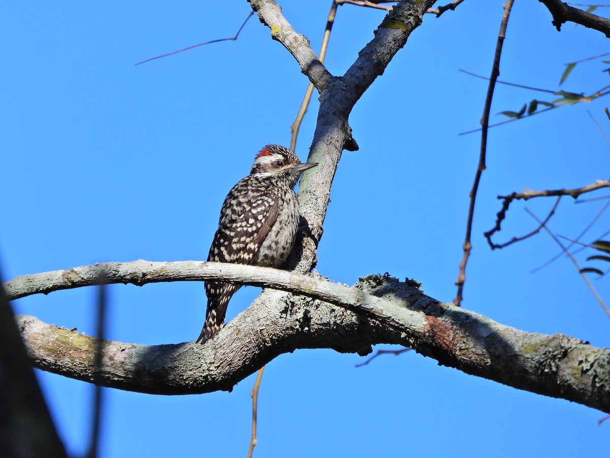 Checkered Woodpecker - ML640136102