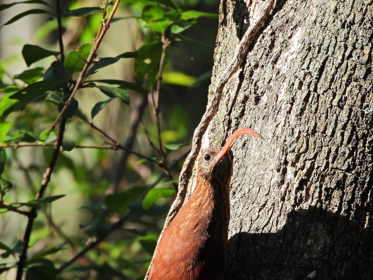 Red-billed Scythebill - ML640136118