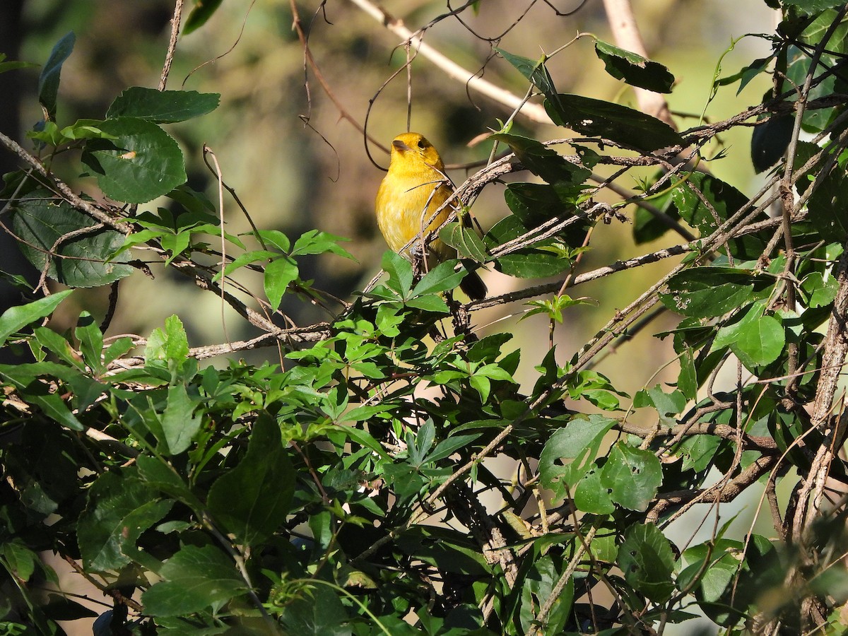 Orange-headed Tanager - ML640136127