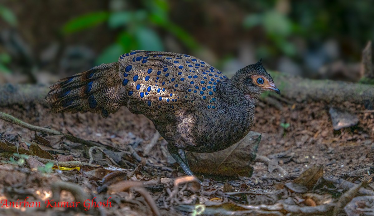 Malayan Peacock-Pheasant - ML640136133