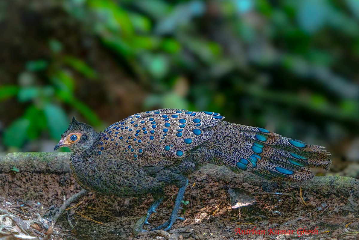 Malayan Peacock-Pheasant - ML640136135