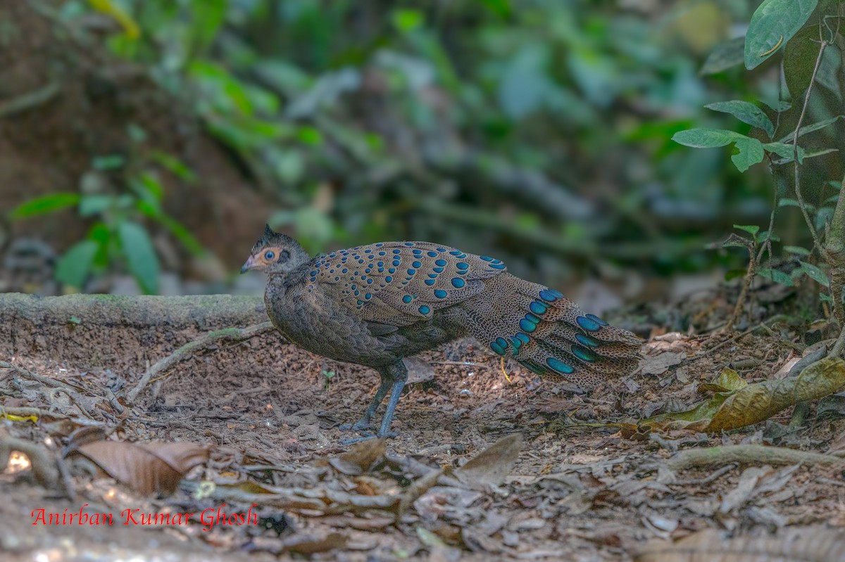 Malayan Peacock-Pheasant - ML640136137