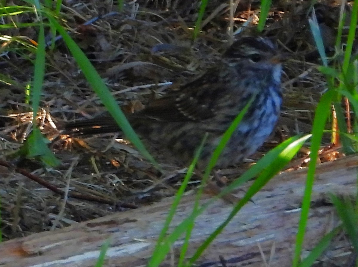White-crowned Sparrow (Gambel's) - ML640136140