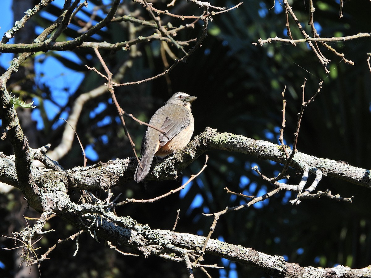 Bluish-gray Saltator - ML640136144
