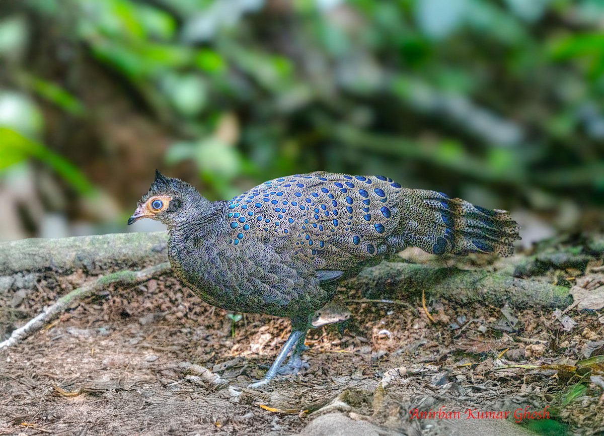 Malayan Peacock-Pheasant - ML640136146