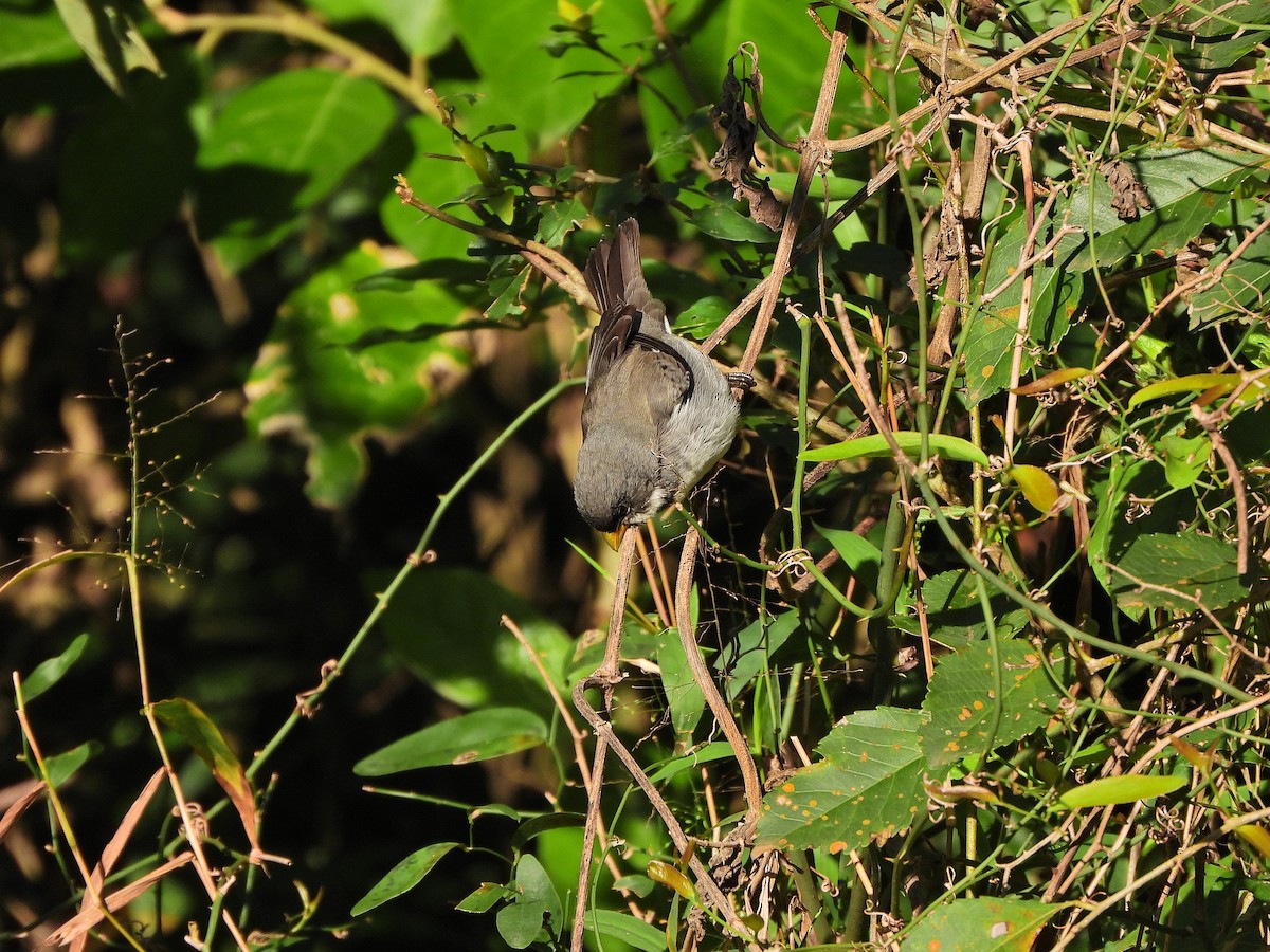 Double-collared Seedeater - ML640136166