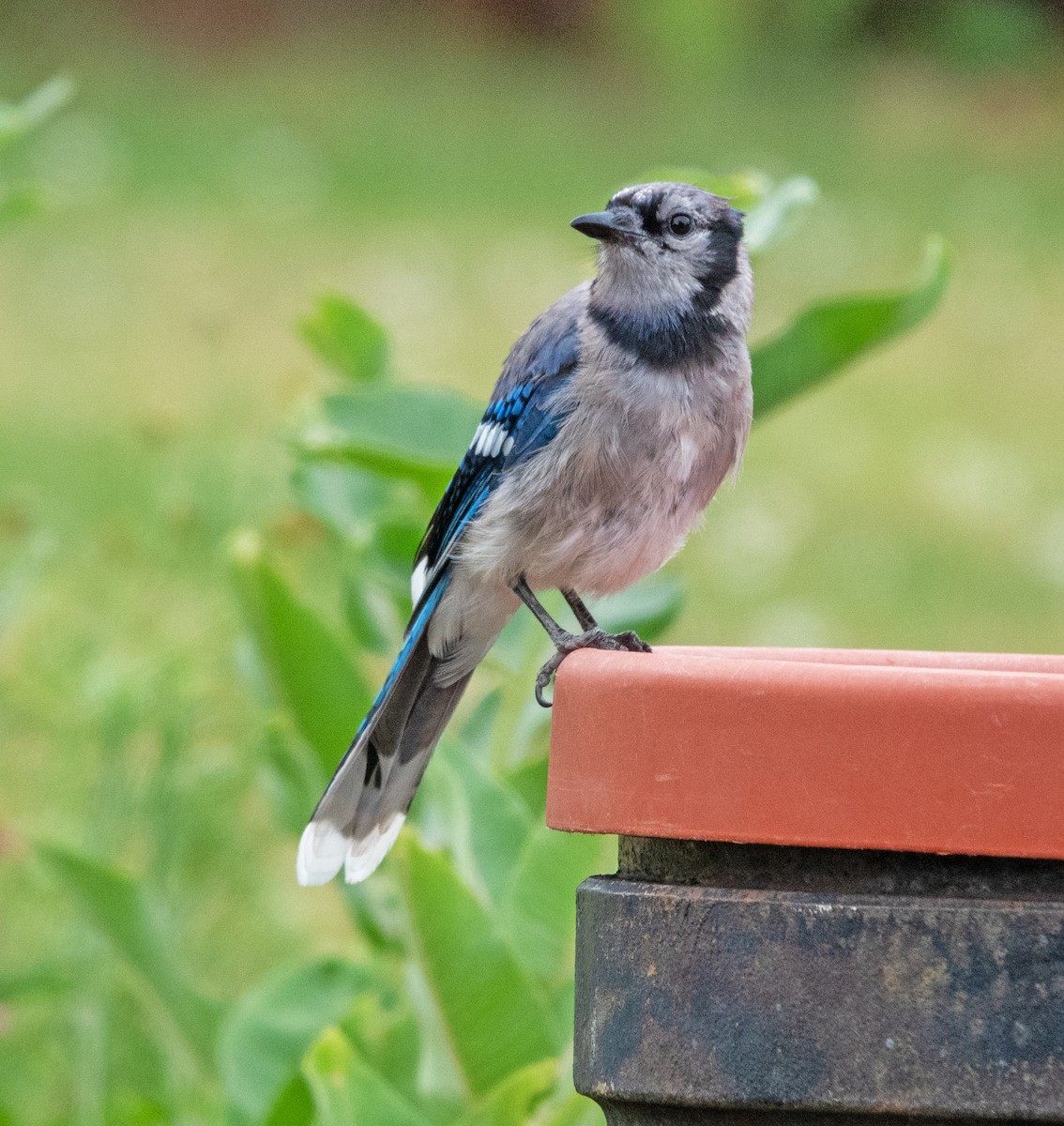 Chara Azul - ML640136176
