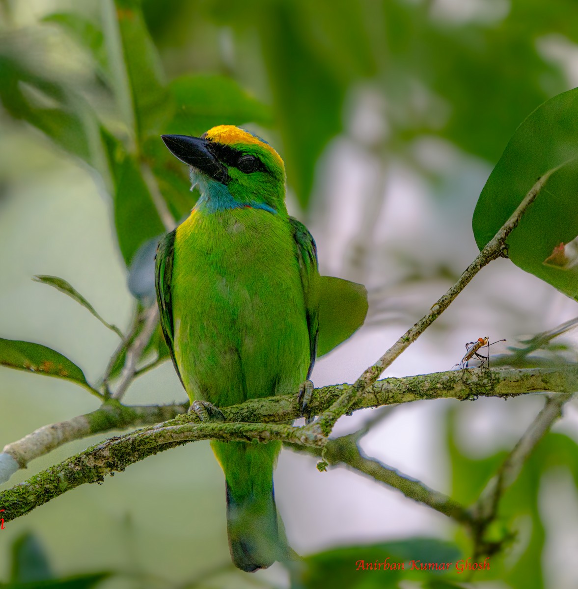 Barbudo Coronigualdo - ML640136207
