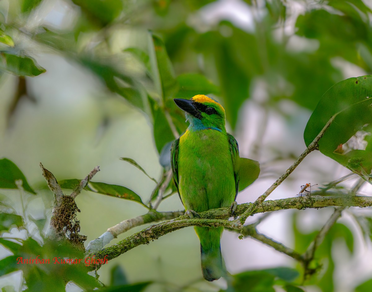 Barbudo Coronigualdo - ML640136208
