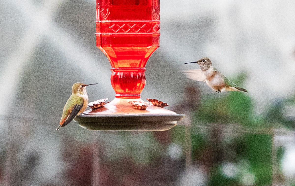 Colibrí Rufo - ML640136212