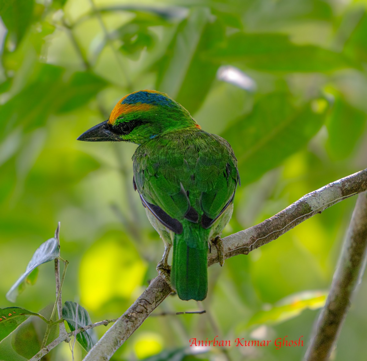 Barbudo Coronigualdo - ML640136214