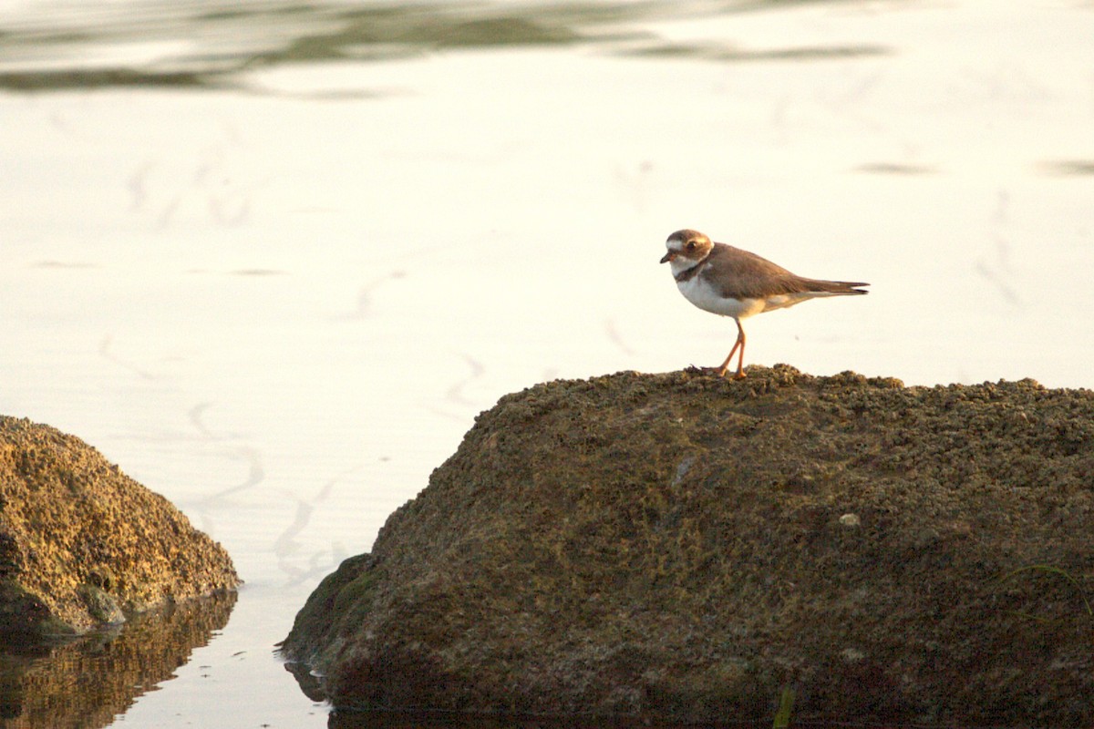 Semipalmated Plover - ML640136247