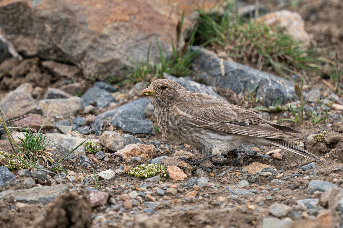 ハネナガマシコ - ML640136257