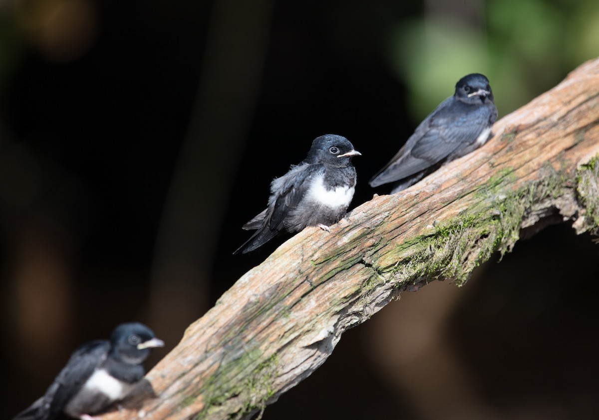Golondrina Fajiblanca - ML640136268