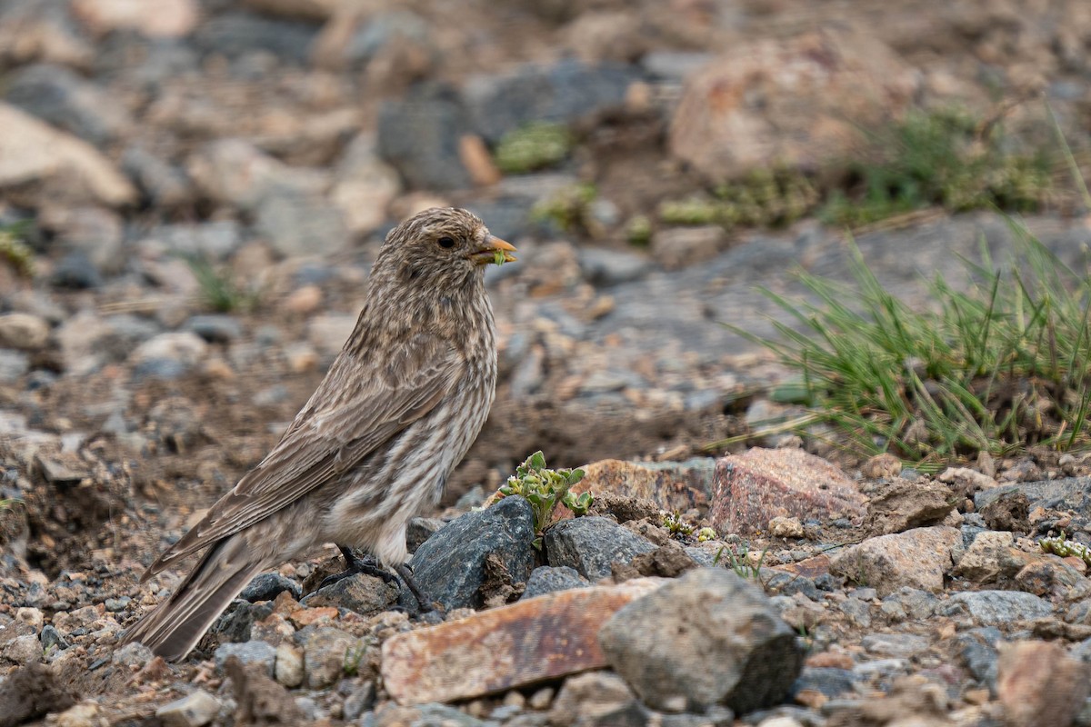 ハネナガマシコ - ML640136270