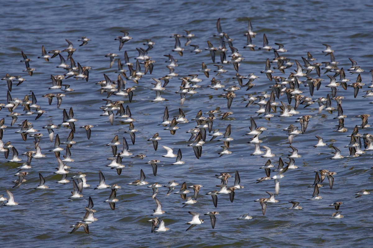 Semipalmated Sandpiper - ML640136275