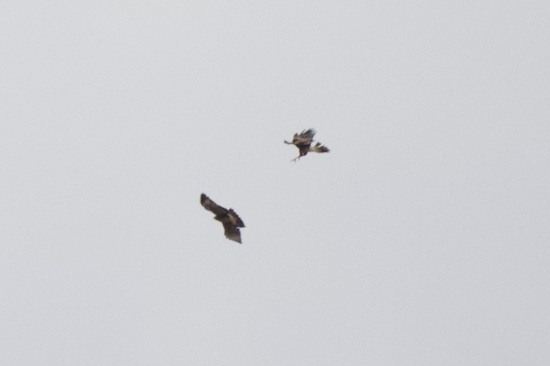 káně Harrisova - ML640136294