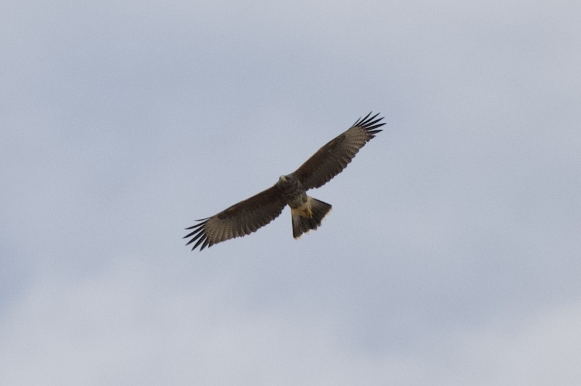 káně Harrisova - ML640136295