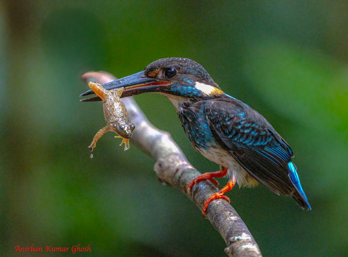 Malaysian Blue-banded Kingfisher - ML640136390