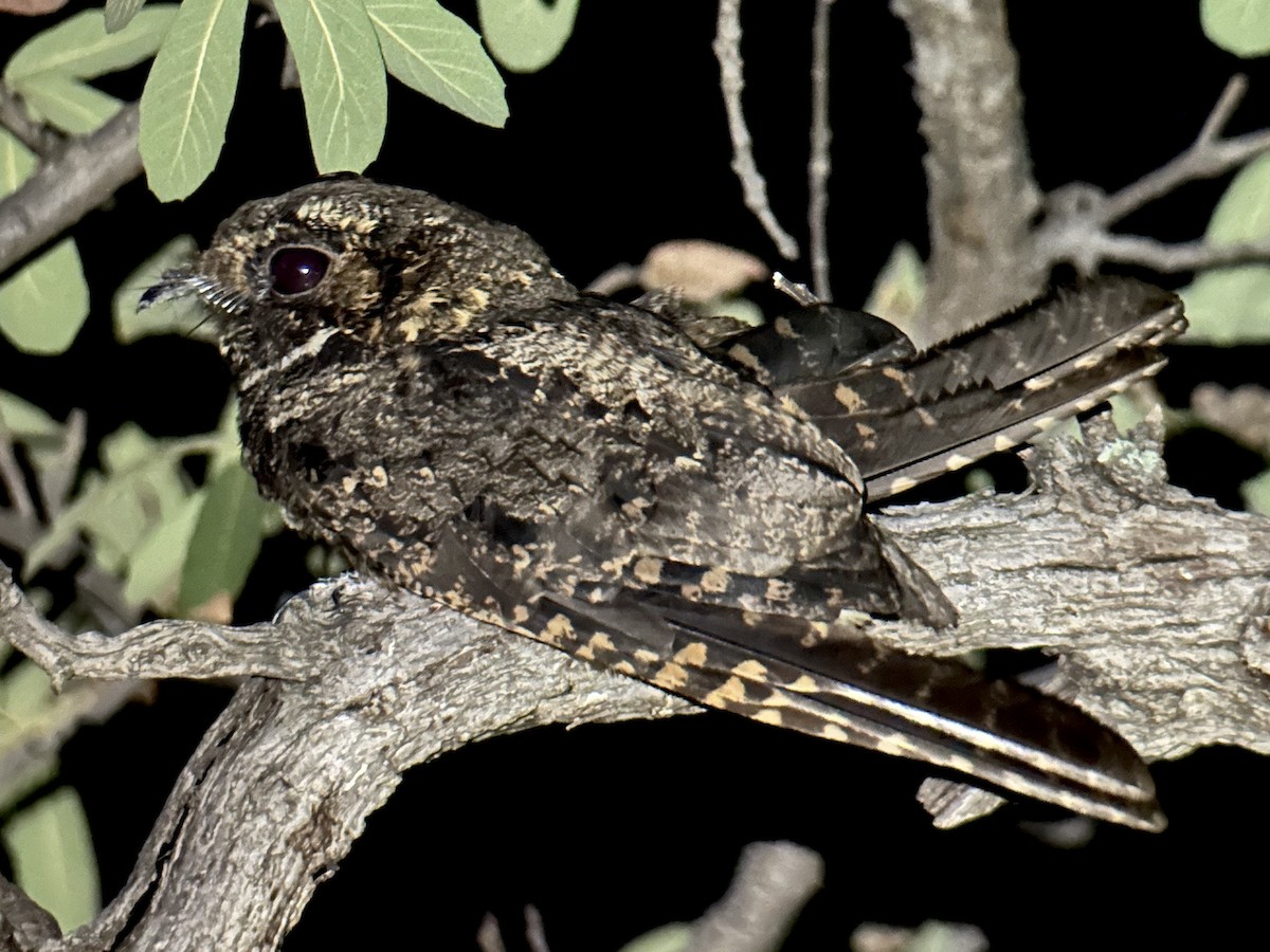 Mexican Whip-poor-will - ML640136393