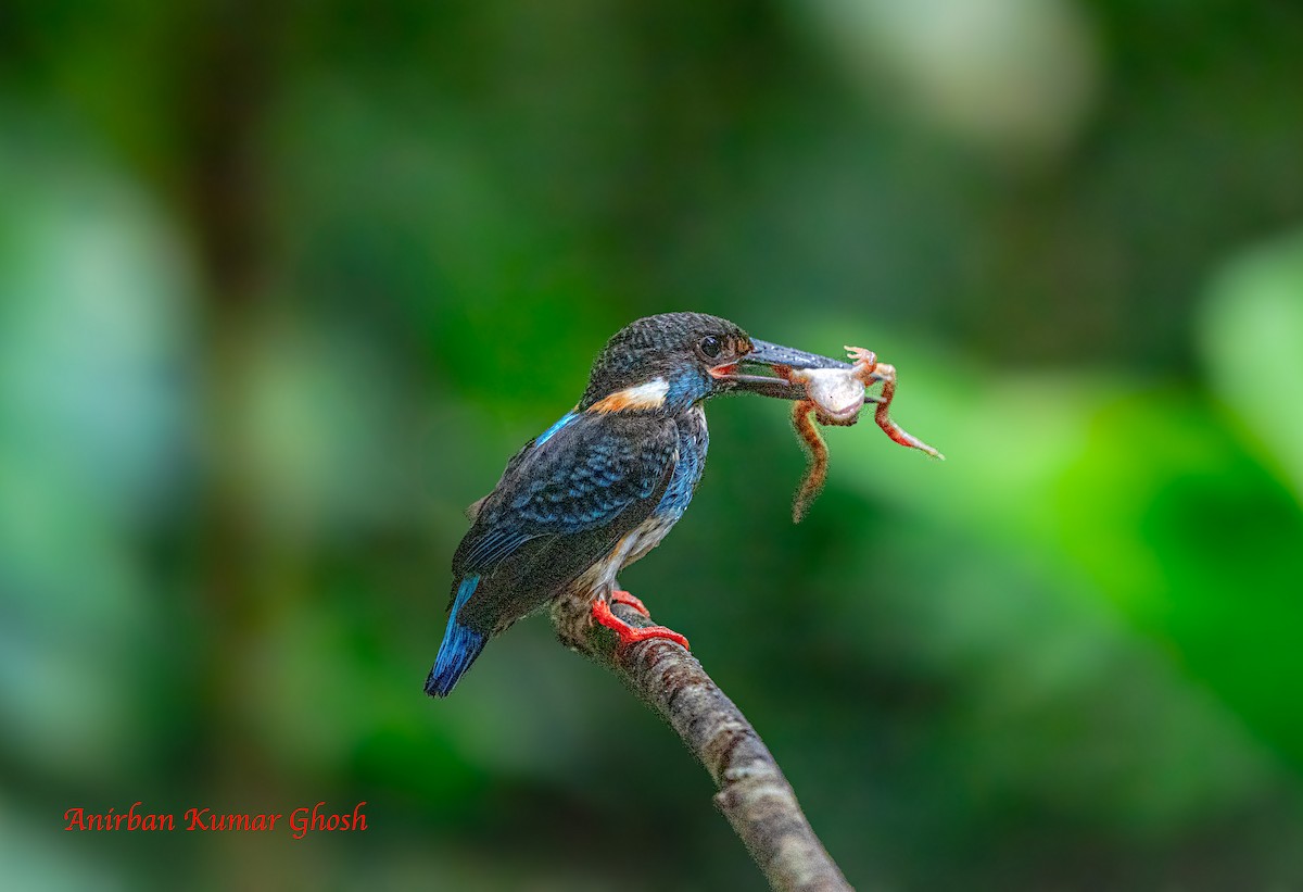 Malaysian Blue-banded Kingfisher - ML640136396
