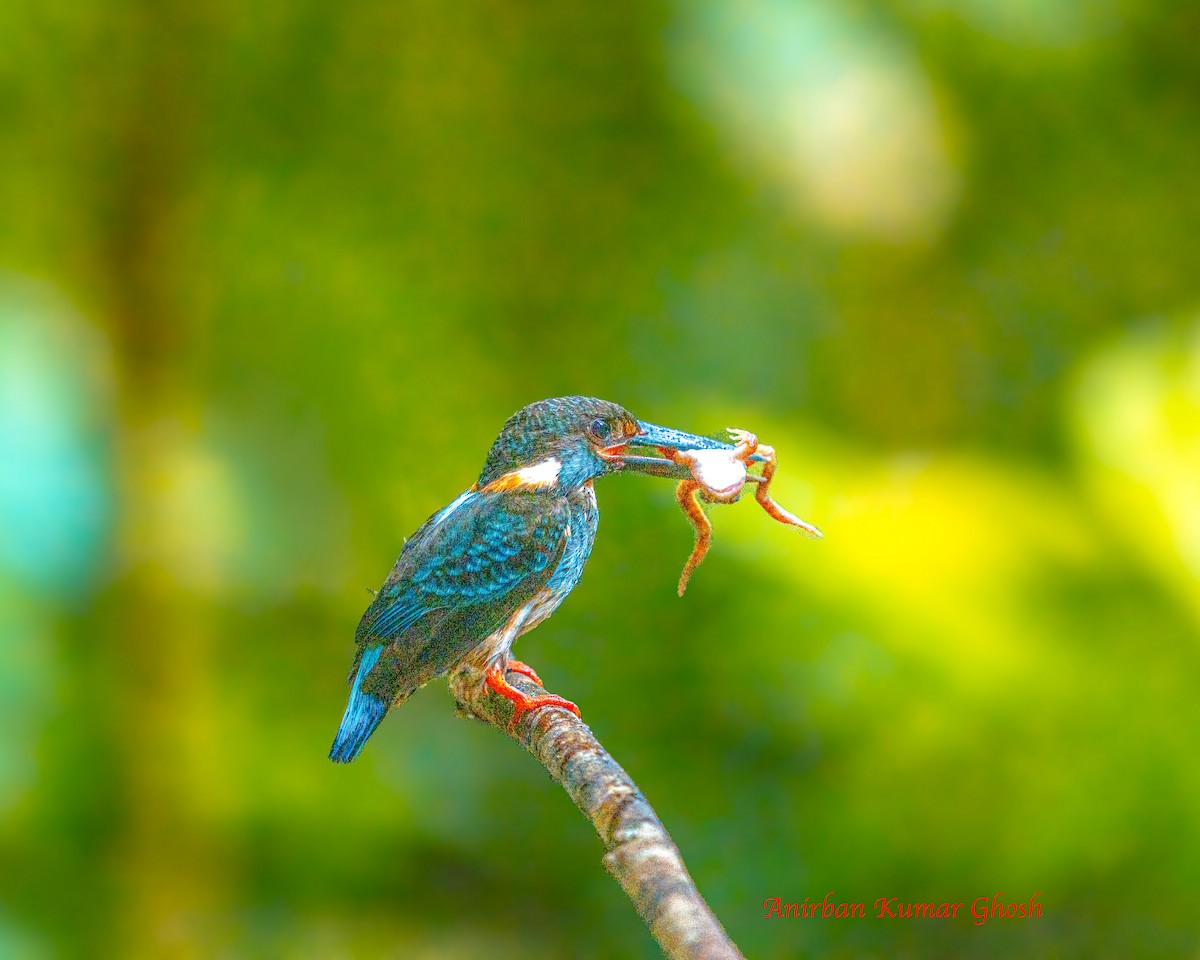 Malaysian Blue-banded Kingfisher - ML640136397