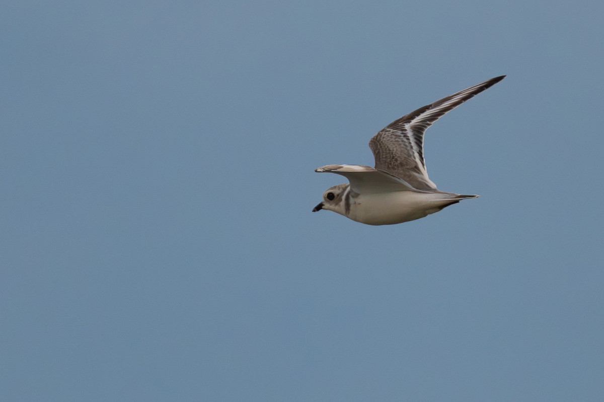 Piping Plover - ML640136399