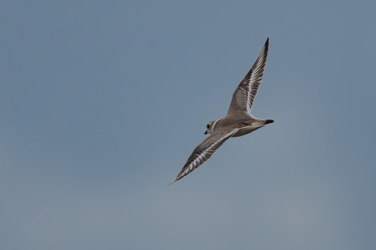 Piping Plover - ML640136405