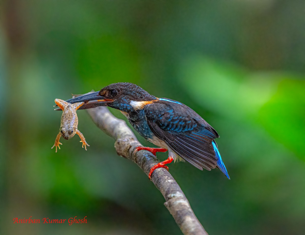 Malaysian Blue-banded Kingfisher - ML640136410