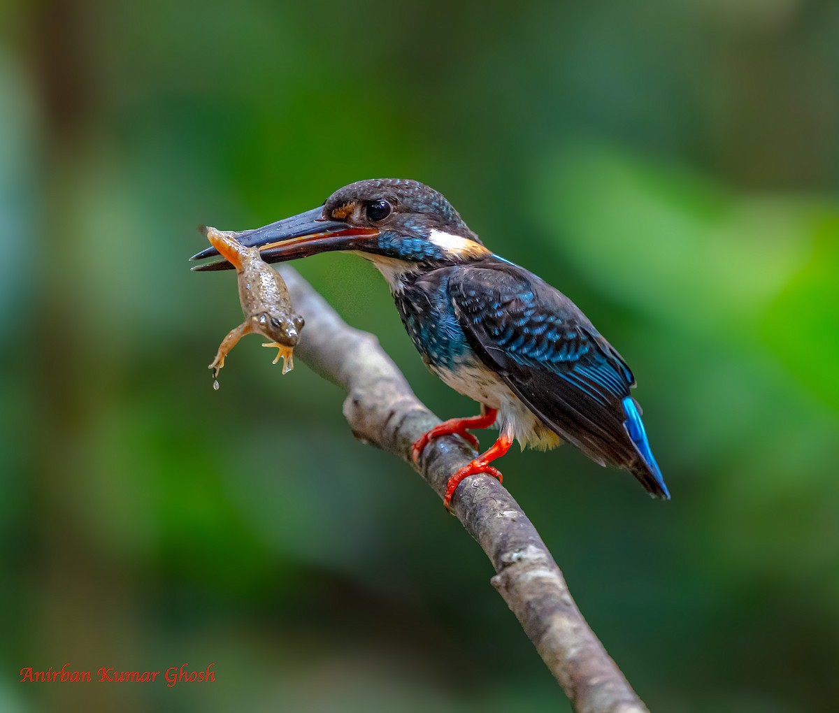 Malaysian Blue-banded Kingfisher - ML640136411
