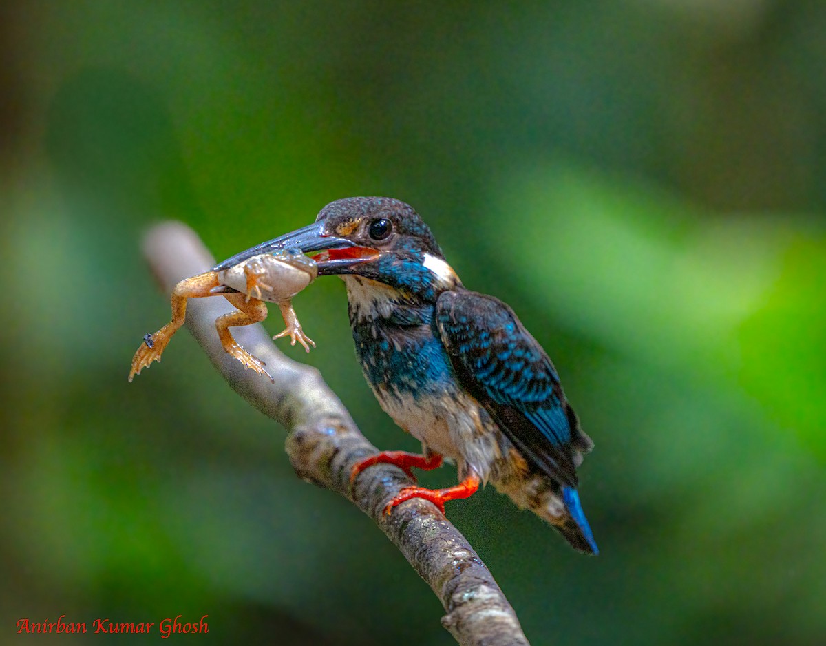 Malaysian Blue-banded Kingfisher - ML640136412
