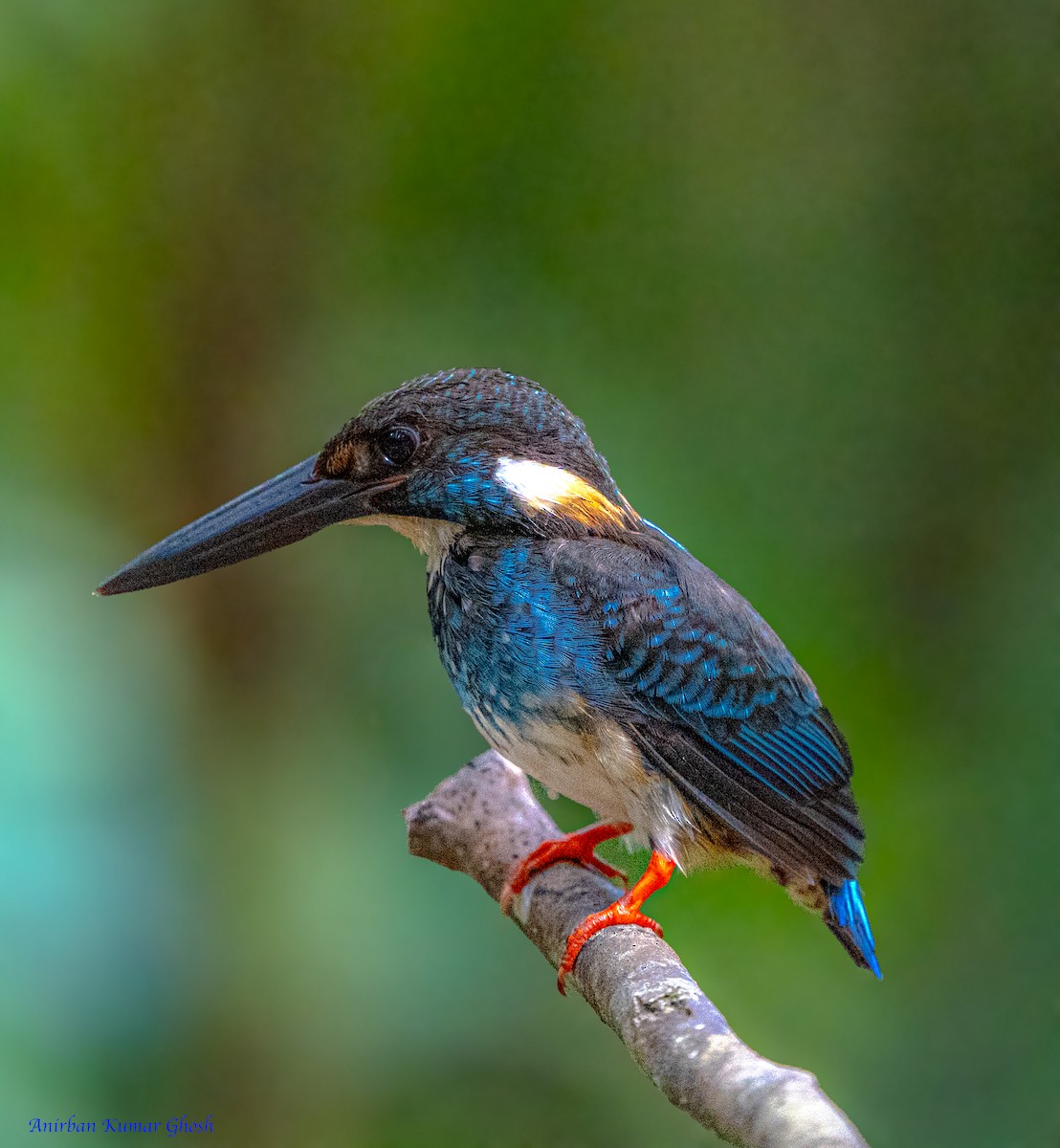 Malaysian Blue-banded Kingfisher - ML640136413