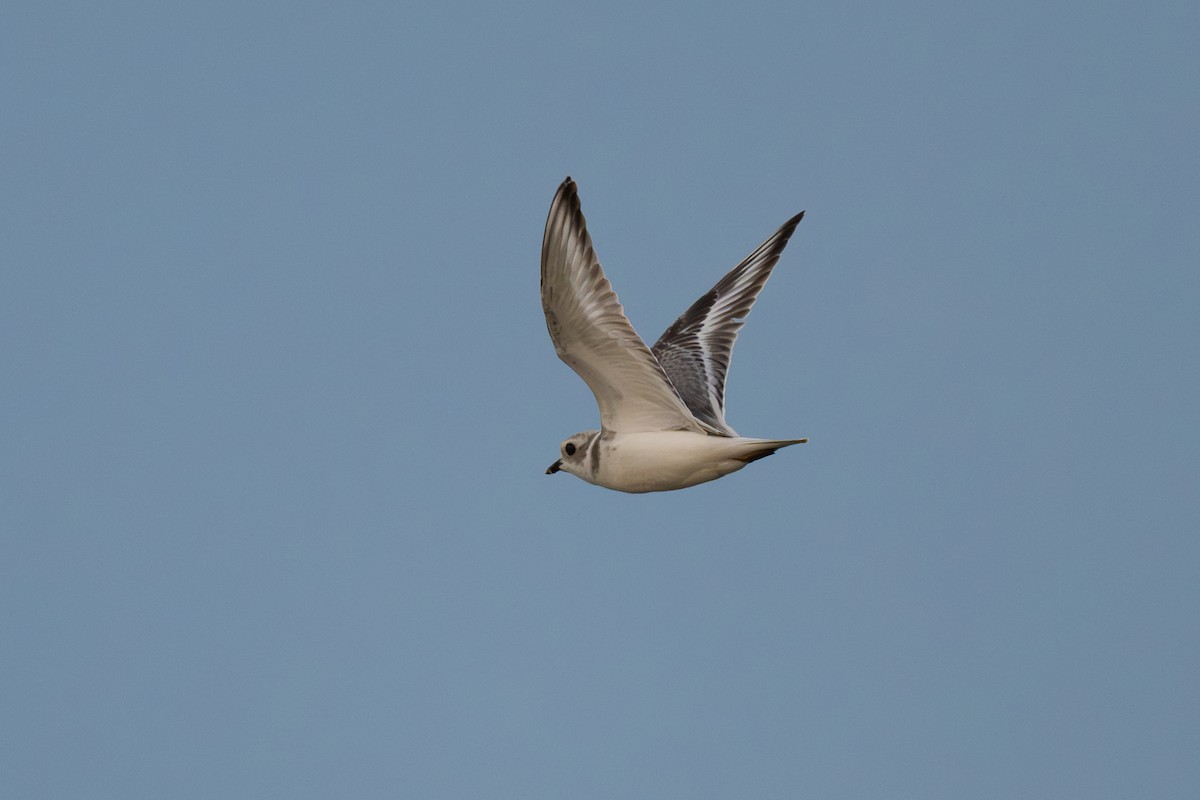 Piping Plover - ML640136416
