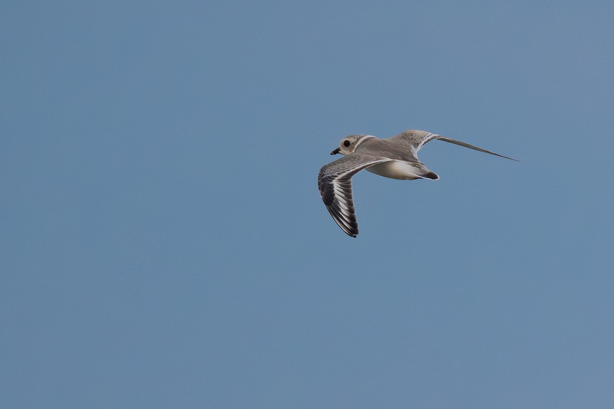 Piping Plover - ML640136420